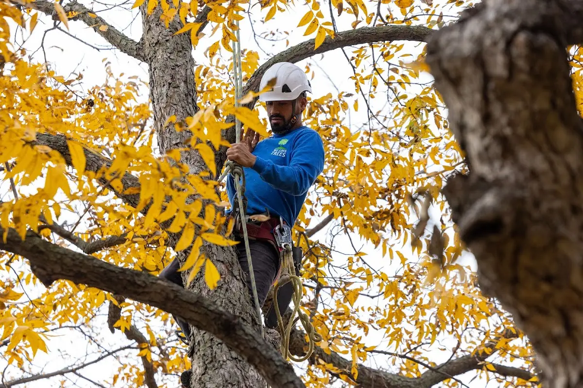 Skilled Tree Planting crew working in Pinole